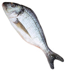 Fish 55 Cm