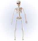 Posable Skeleton 40 Cm