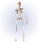 Posable Skeleton 40 Cm
