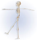 Posable Skeleton 40 Cm