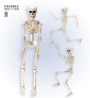 Posable Skeleton 50 Cm