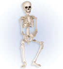 Posable Skeleton 50 Cm
