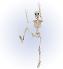 Posable Skeleton 50 Cm