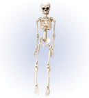 Posable Skeleton 50 Cm
