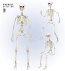 Posable Skeleton 90 Cm