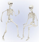 Posable Skeleton 90 Cm