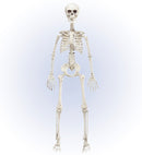 Posable Skeleton 90 Cm