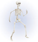 Posable Skeleton 90 Cm
