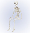 Posable Skeleton 90 Cm