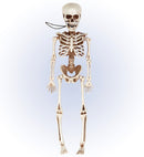 Posable Skeleton 40 Cm