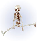 Posable Skeleton 40 Cm