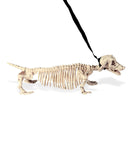 Dachshund Skeleton With Leash 55Cm