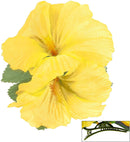 2 Yellow Hibiscus Flowers Hair Clip
