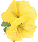 2 Yellow Hibiscus Flowers Hair Clip