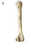 Stone Age Bones 36 Cm