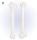 Set Of 2 Bones23 Cm
