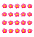 Box Of 20 Fuchsia Decorative Daisy Flowers