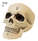 Pvc Skull With Movable Jaw 21 Cm