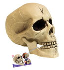 Pvc Skull With Movable Jaw 21 Cm