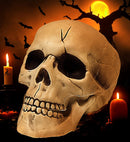Pvc Skull With Movable Jaw 21 Cm