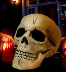 Pvc Skull With Movable Jaw 21 Cm