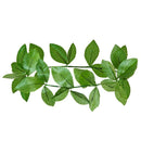 Green Laurel Headwreath