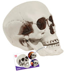Skull With Movable Jaw 28 Cm