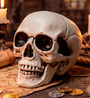 Skull With Movable Jaw 28 Cm