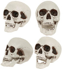 Skull With Movable Jaw 18 Cm