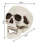 Skull With Movable Jaw 18 Cm
