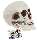 Skull With Movable Jaw 18 Cm