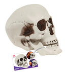 Skull With Movable Jaw 12 Cm