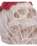 The Veil Skull Large 14.7cm 6
