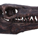 Archaeopteryx Skull Decorative Resin Replica 18cm 5