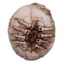 Breaking Out Skull Skeleton Ornament 20cm 5