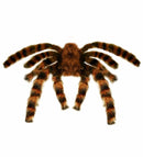 Giant Bendable Furry Tarantula 65 Cm