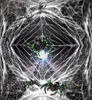 Spiderweb & Spiders