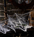 Spiderweb & Spiders