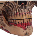 Hall of Horrors The Walker of Death Zombie Skull 15.5cm 5