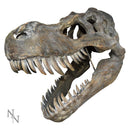 Tyrannosaurus Rex Large Dinsoaur Skull 51.5cm B/strap