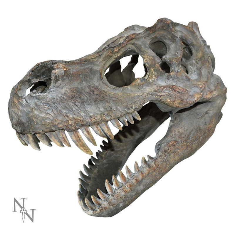 Tyrannosaurus Rex Dinosaur Skull Small 395cm