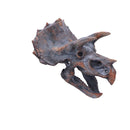 Triceratops Dinosaur Skull 23cm Head
