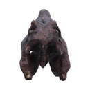 Spinosaurus Skull Replica Fossilized Dinosaur Sculpture 16cm 4