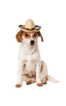 Multi Colour Sombrero Pet Costume_1 rub-888594M-L