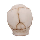 Eyes Wide Open Red Decorative Resin Skull 8.7cm 4