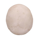 Craniology Decorative Resin Skull 16cm 4