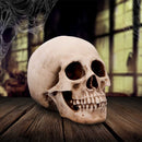 Craniology Decorative Resin Skull 16cm 7