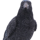 Nevermore Vigil Raven Standing on Skull Figurine 19.5cm 6